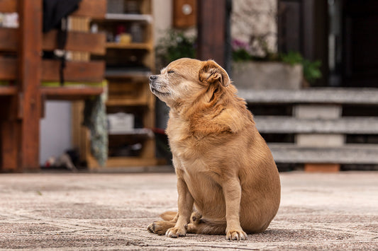 A Guide to Healthy Weight for Your Dog